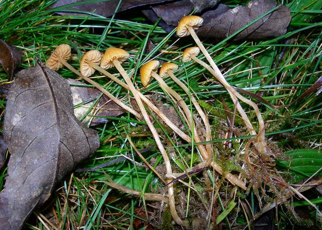 Galerina clavata      ( Velenovsky)    Kuhner